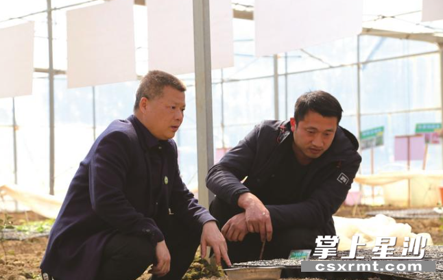 颜彦（左）正在生产大棚内查看豆芽生长情况。易旭 摄