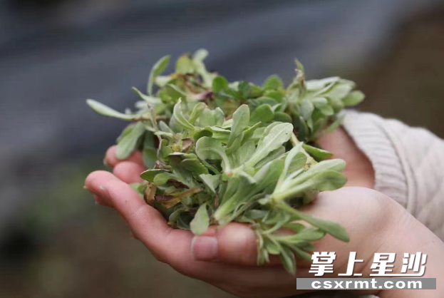 游客采摘的野菜。