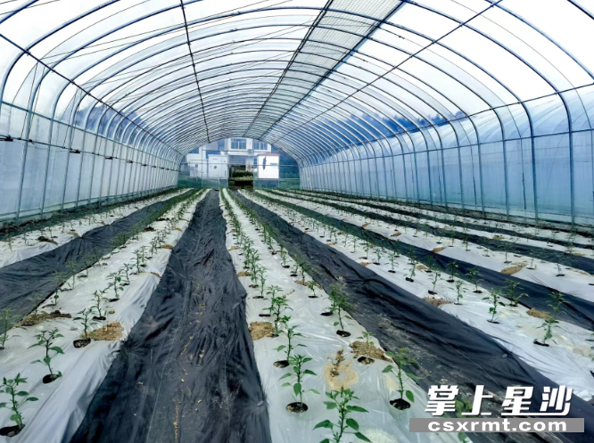 图为春华镇阳雀湖九木农业公司基地的辣椒种植大棚。均为王楠清摄