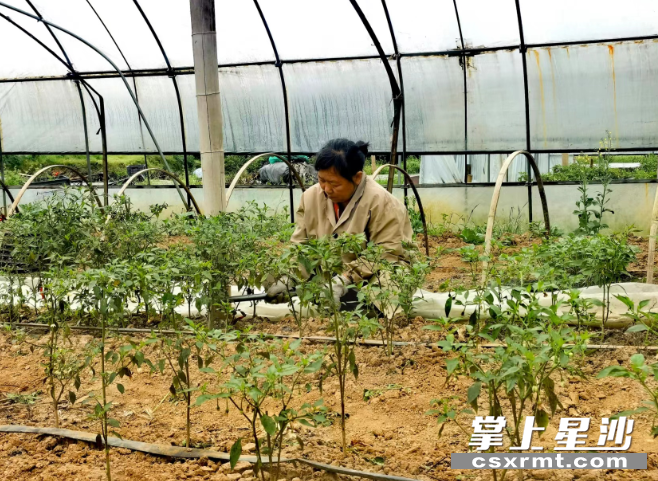 图为工作人员为辣椒疏土。