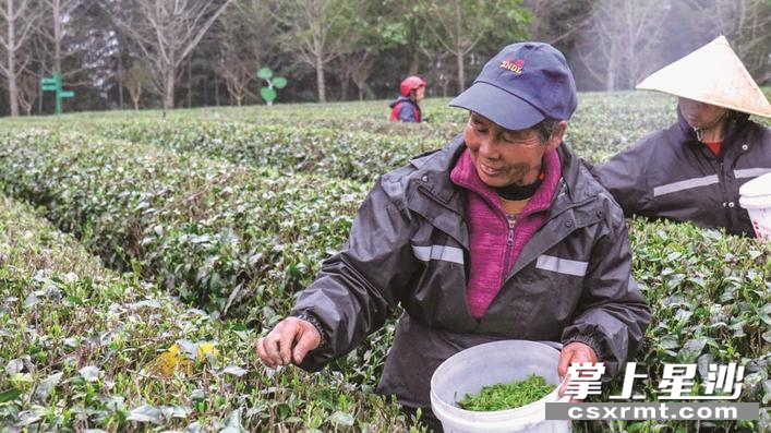 茶农穿梭于茶垄间，娴熟地采摘春茶。县农业农村局供图