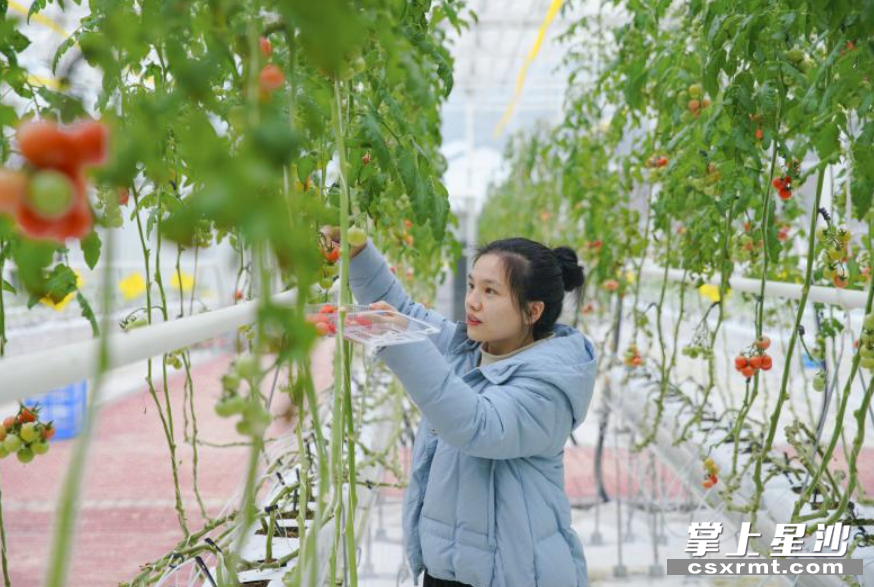 游客在长沙县果园镇小番茄种植基地参加采摘体验活动。