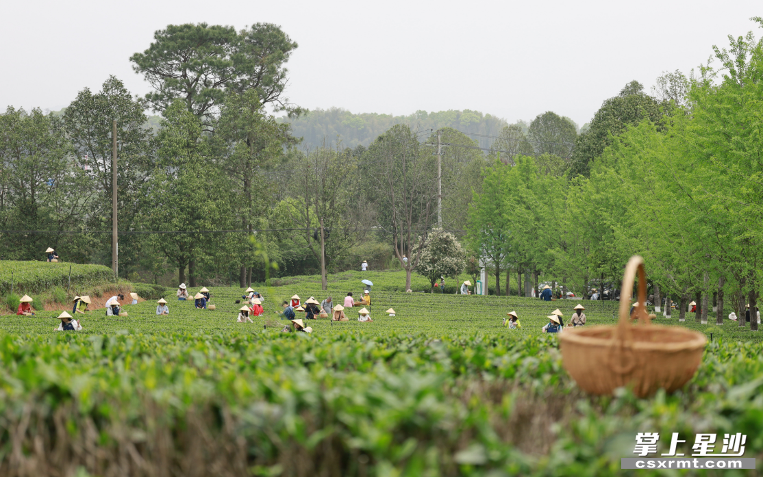 三棵树茶园中,茶香满园游人醉.王箫 摄