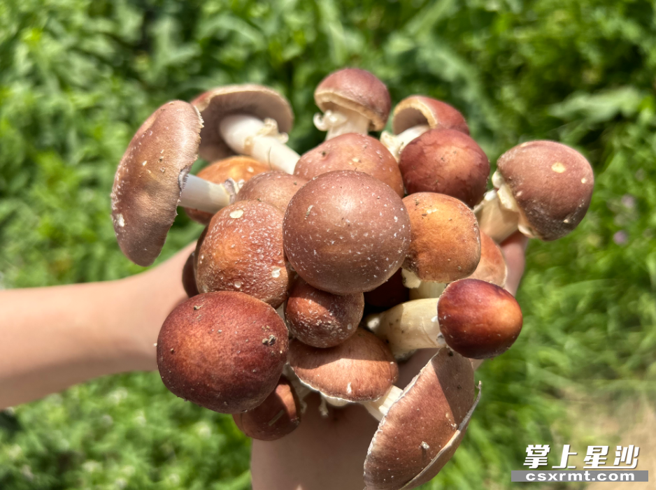 一朵朵胖嘟嘟的赤松茸长着褐红的菌帽，白色的菌柱。均为宋彬彬 摄