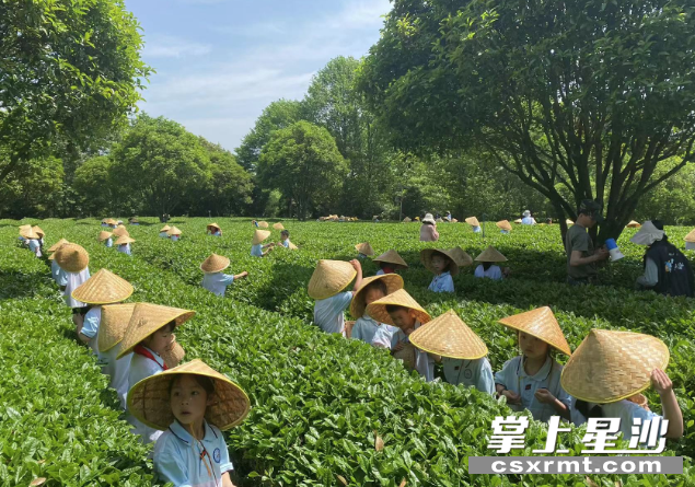 图为孩子们在长沙县湘丰茶博园综合实践基地体验采茶之乐。均为 李丹 摄