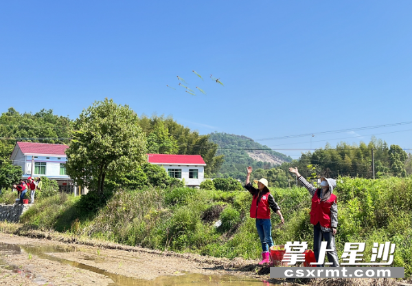 28名党员、青年身穿红马甲在田地里帮助农民插秧。县供销社供图