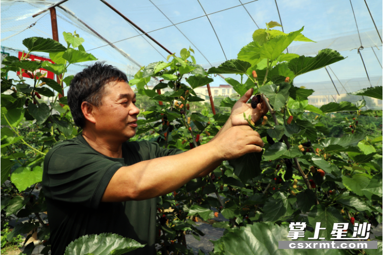 果园的主人胡顺兴正在采摘桑葚。均为阮霖浩 摄