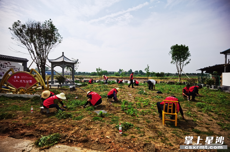 田汉社区组织志愿者开展和美乡村维护、除杂行动。