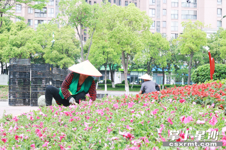 在腾辉路与湘龙路交会处西北角，园林工人正铺设花卉。文雅丽 摄