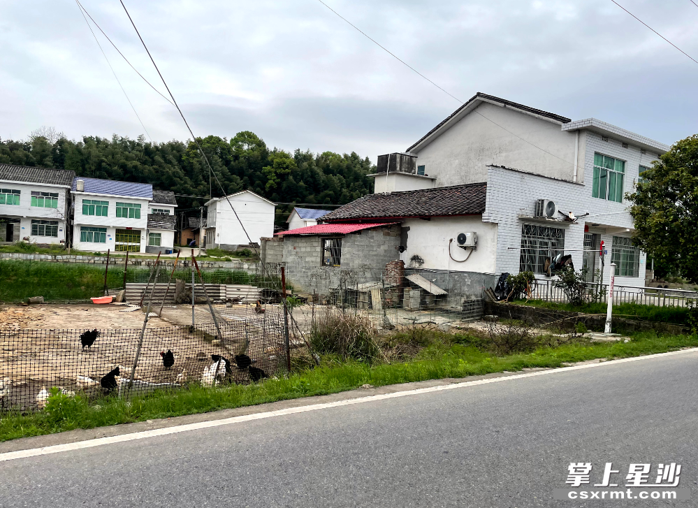 图为改造前,闲置荒草坪上杂草丛生,凌乱不堪的草地里随意搭建了几个鸡棚鸭舍。 均为金井镇 供图 图为改造前,闲置荒草坪上杂草丛生,凌乱不堪的草地里随意搭建了几个鸡棚鸭舍。 均为金井镇 供图