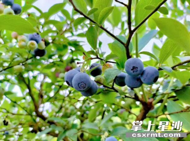 果味香的蓝莓园内，果实挂满枝头，微风吹过，飘来淡淡清香。均为果园镇供图