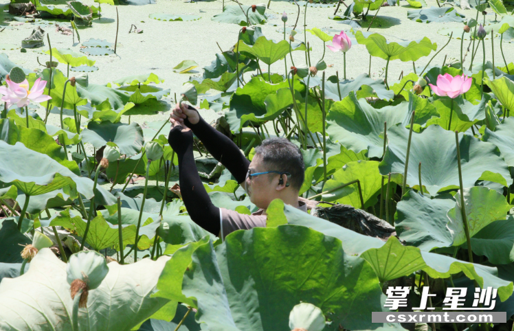 图为杨静正在采摘莲蓬。