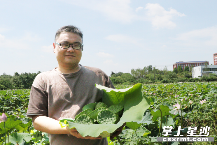 杨静手捧刚摘下的莲蓬。