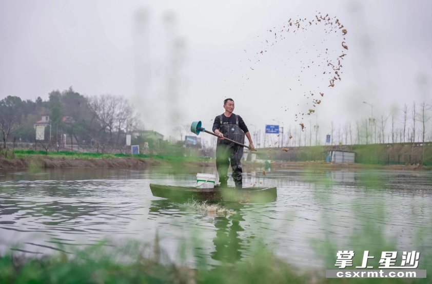 优质的水环境，让不少本地村民回乡创业，从事水产种养殖，年收入节节攀升。章帝 摄