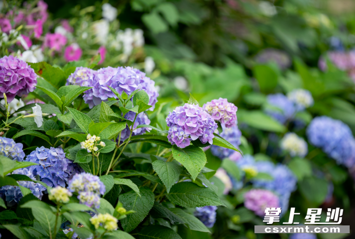 银龙村连续举办两年的绣球花节，让农文旅融合发展之路越走越宽阔。章帝 摄