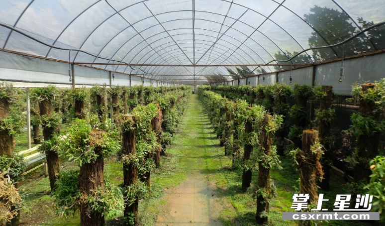 图为铁皮石斛种植园。 图为铁皮石斛种植园。