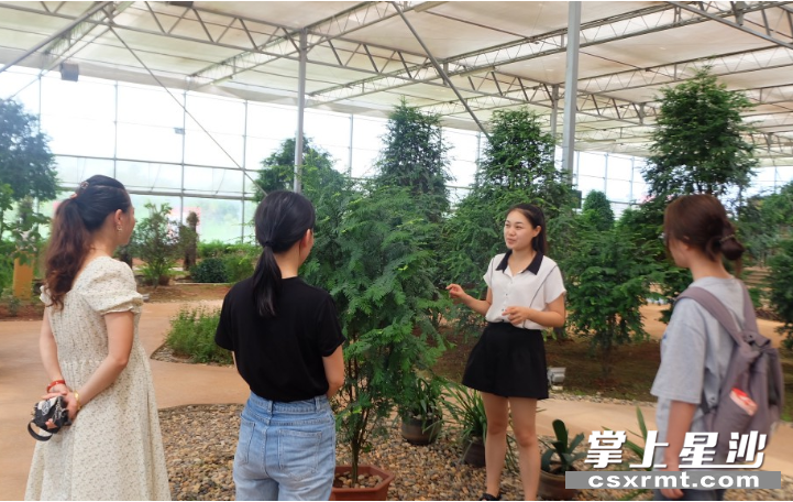 图为公司工作人员向游客介绍红豆杉相关知识。 图为公司工作人员向游客介绍红豆杉相关知识。