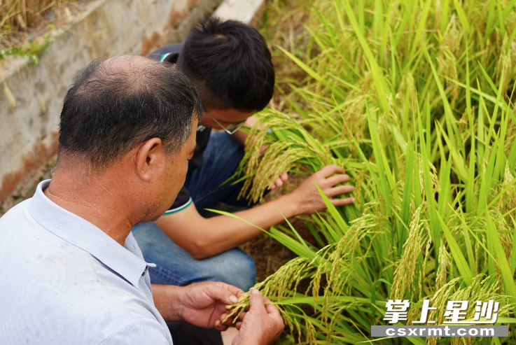 图为工作人员到彭上游的耕田里提供指导与服务。邬振 摄