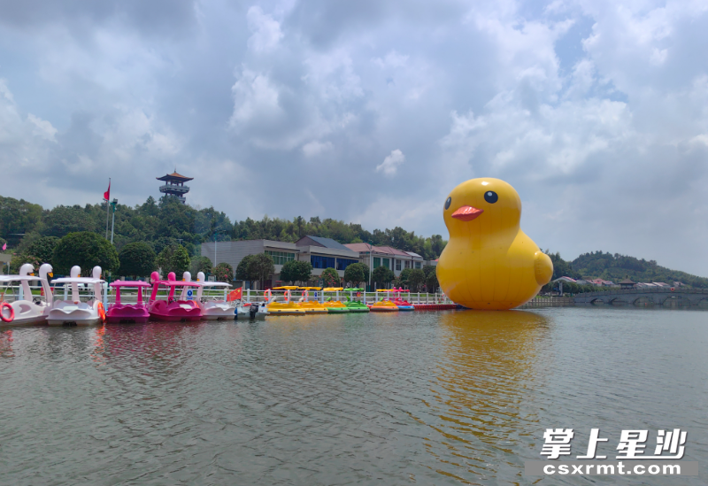 憨态可掬的小黄鸭现身天玺湖。均为李丹 摄
