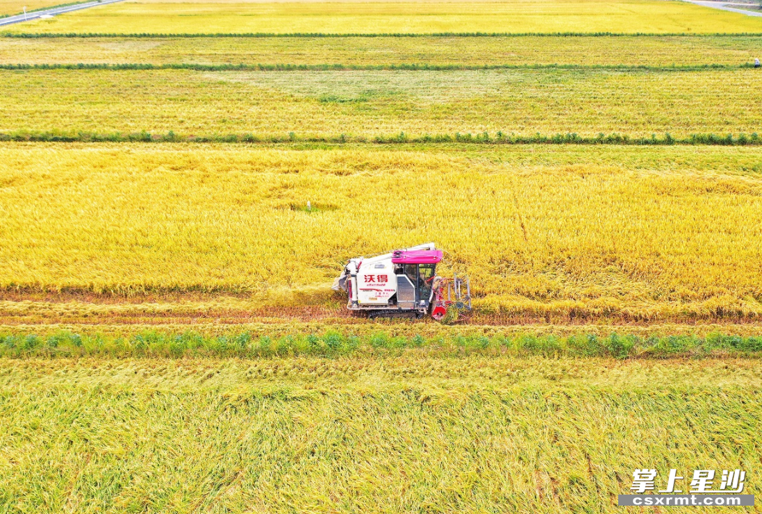 近日，早稻逐渐成熟，收割机正在高标农田间来回作业。资料图