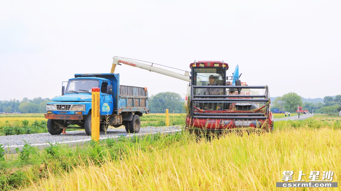 收割机与运输车共同作业，抢抓农时收割早稻。资料图
