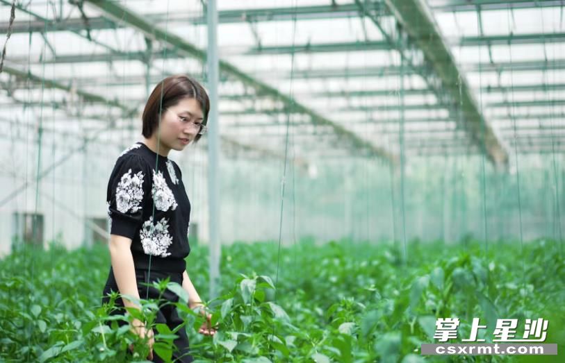 刘洋在蔬菜基地查看蔬菜长势。均为受访者供图