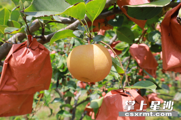 秋月梨梨皮棕黄,皮薄如纸,因圆润饱满的形状宛若一轮满月而得名。均为王箫 摄 秋月梨梨皮棕黄,皮薄如纸,因圆润饱满的形状宛若一轮满月而得名。均为王箫 摄