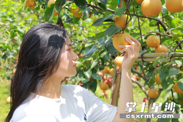 游客在园中采摘、拍照。 游客在园中采摘、拍照。