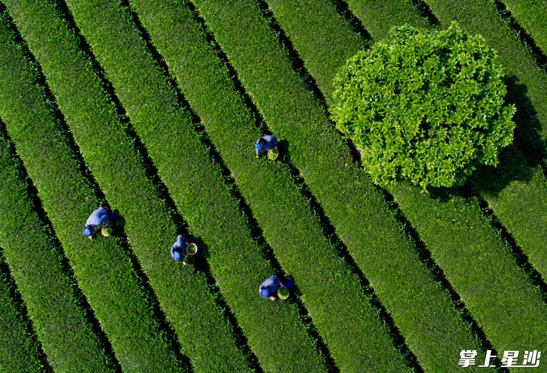 金井茶园。资料图片