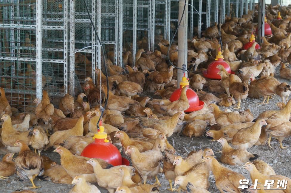 金江新村林下养殖产业帮扶基地。