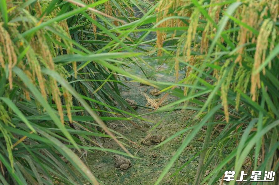 金江新村稻蛙养殖基地。