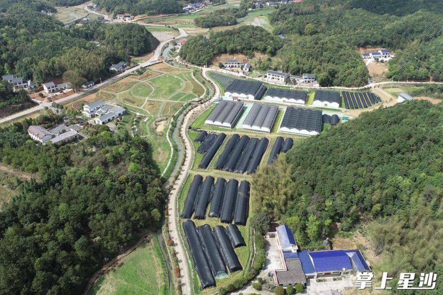 新明村湖南迪为农业科技有限公司羊肚菌栽培种植基地。