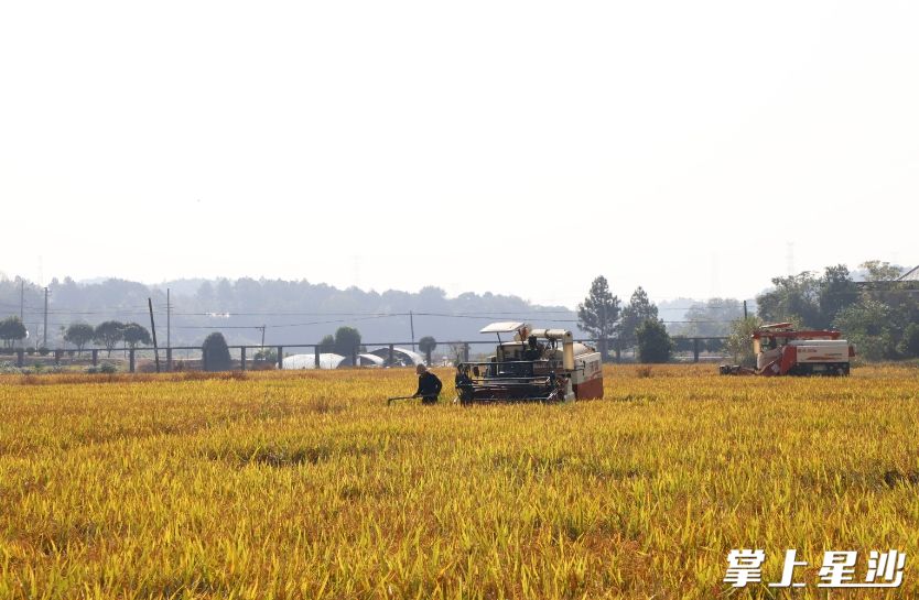 收割机分工协作，忙着将最后一部分成熟的水稻收获。
