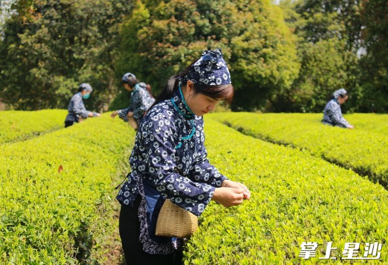 2023年长沙县向49个集体和94名个人授予共同富裕先进称号。图为金井镇茶园工作人员在采摘茶叶。王箫 摄