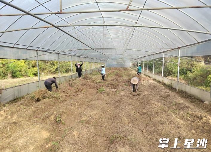 新明村仓场组开展耕地恢复。