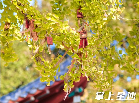 百年银杏在青松寺的院落中屹立，见证着寺庙的岁月历程。