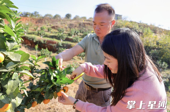 游客拿着剪子在基地负责人吴顶雄的指导下采收砂糖桔。