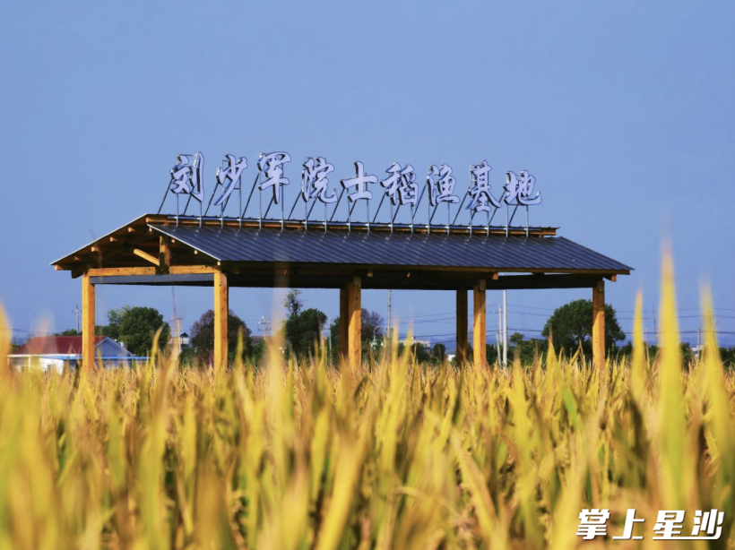 刘少军院士稻渔基地坐落在金黄的稻田中。