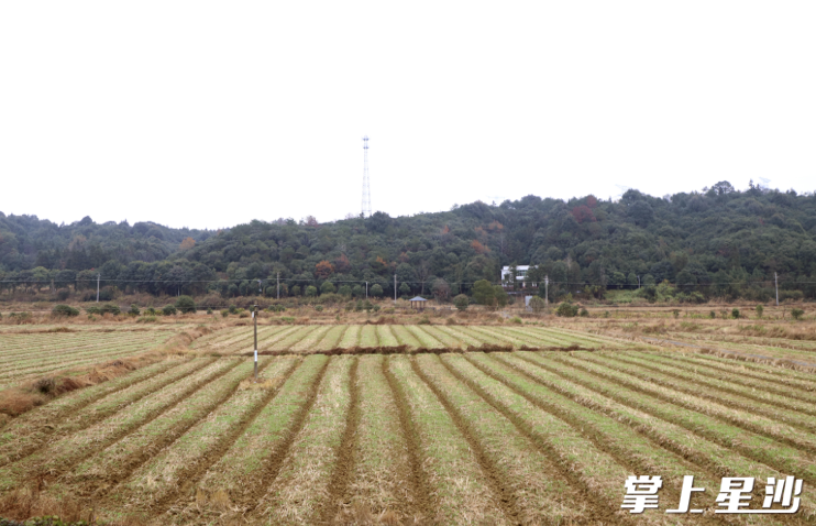 新播种下的油菜籽已经发芽出面，绿油油嫩尖尖，预示着来年的丰收。均为阮霖浩 摄