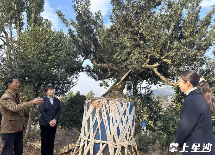图为星沙农商银行跳马支行工作人员在苗木场了解苗木情况。星沙农商银行供图
