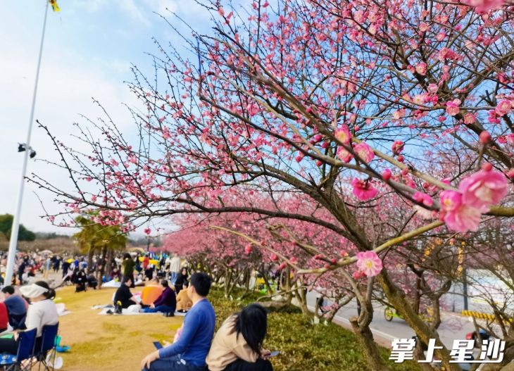 市民游客“闻花而来”,络绎不绝。均为松雅湖生态新城发展中心供图 市民游客“闻花而来”,络绎不绝。均为松雅湖生态新城发展中心供图