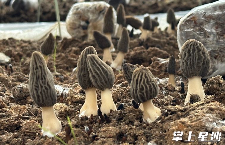 羊肚菌长势良好。均为刘思源 摄