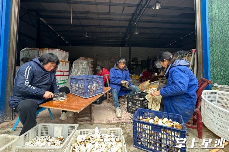村民正在处理鲜赤松茸。