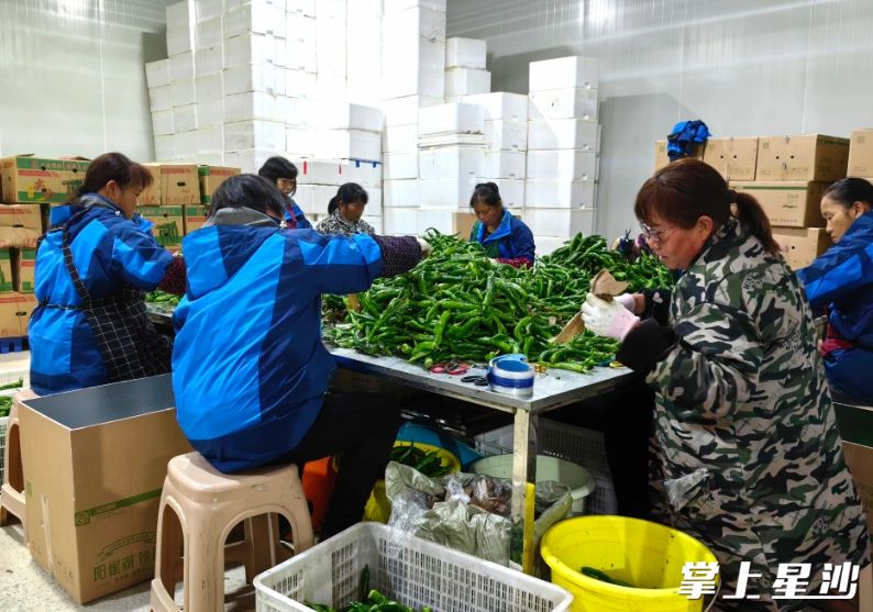 湖南省阳雀湖九木农业有限公司的分装工厂内，周边农户们正在将一袋袋从广西基地运来的新鲜辣椒装入精美的礼盒内。
