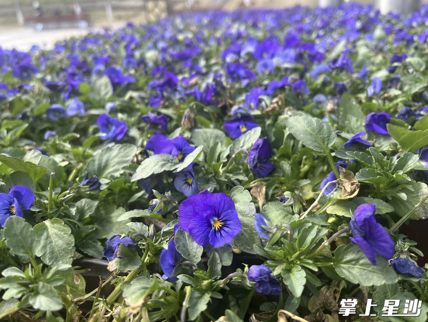 三色堇娇嫩欲滴。松雅湖生态新城发展中心供图