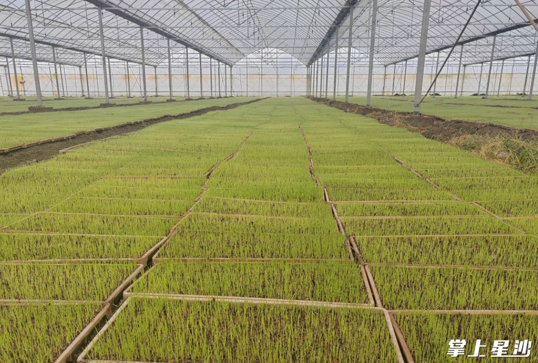 大棚里秧苗长势正好.杨源 摄