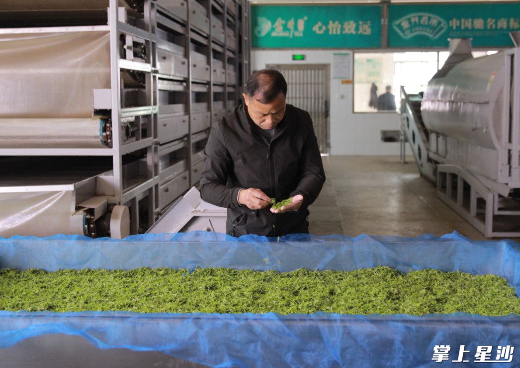 金井茶厂制茶师傅王仲清正在将采摘的茶叶进行摊青。刘果林 摄