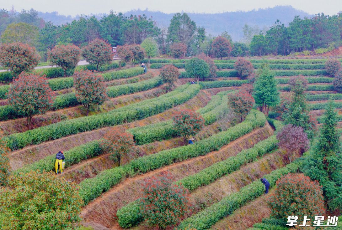 入春以来，各大茶企纷纷抢抓关键期，抓生产、提品质、抢上市，力促全县茶产业实现一季度“开门红”。王箫 摄