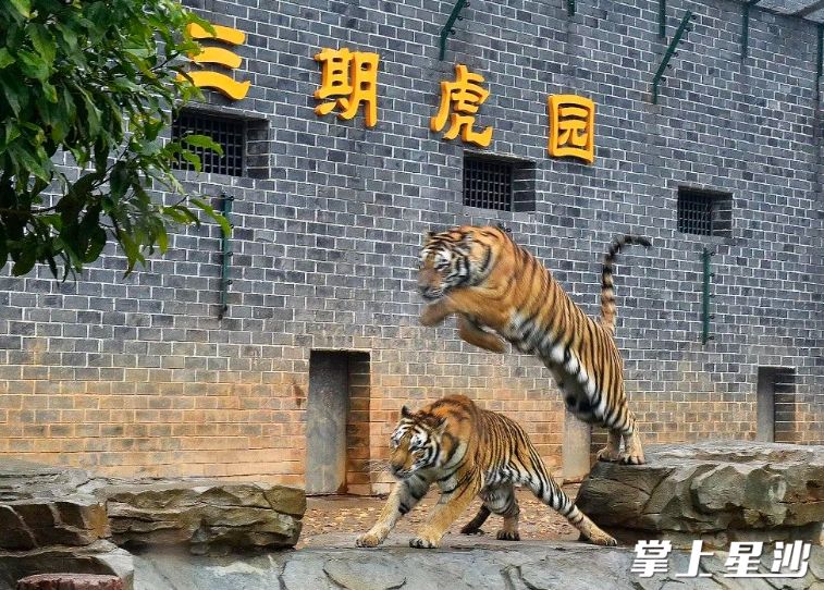 图为金井镇三珍虎园。