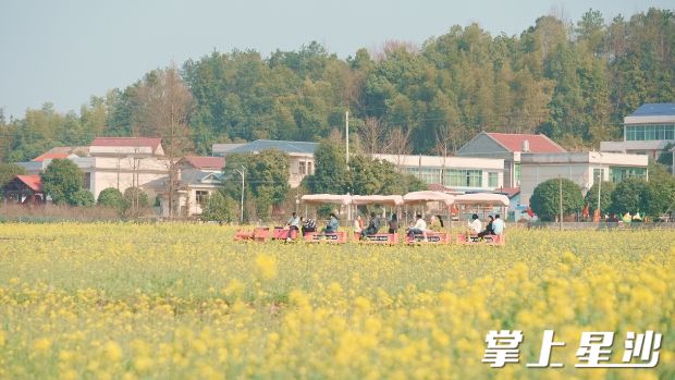五福村油菜花吸引了众多游客到来。均为江背镇供图
